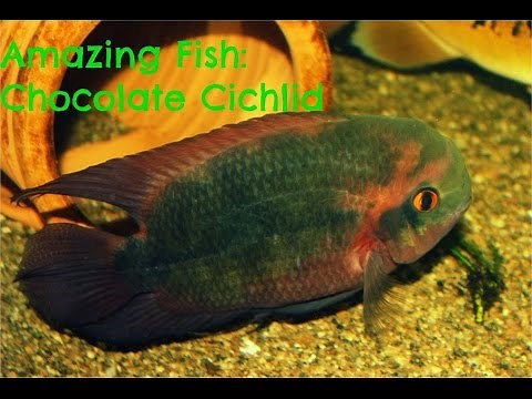 Amazing Fish: Chocolate Cichlid