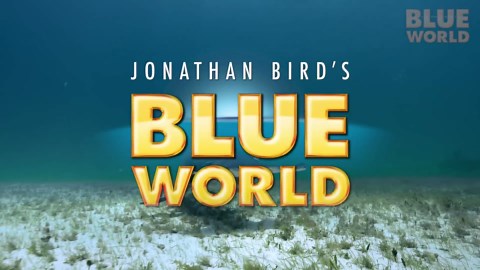 Three hours in, they were still surrounded by venomous sea creatures