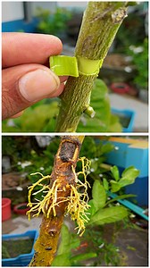 1.4M views · 8.3K reactions | How to air layering lemon tree || Easy method to grow lemon tree from cutting at home //#reelsvideoシ #shortsvideos #gardenlife#reelviral | Rana Craft | Facebook