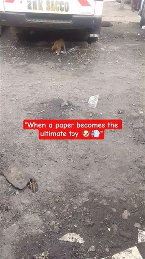 Paper chase madness! 🐶💨"