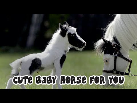 Animals Sounds (Baby Horse) | Baby Horse Sounds Effects