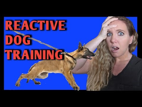 How to Train a Reactive Dog on Leash (tutorial)