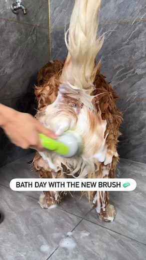 Bath day 🛁 | Golden Club