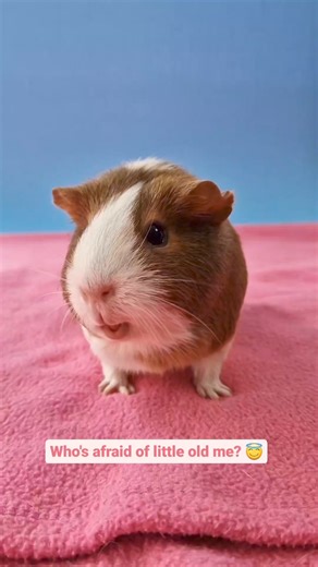 2.2K views · 148 reactions | When you're the smallest pig  - Winnie #smallbutmighty | Ohmyguinea | Facebook