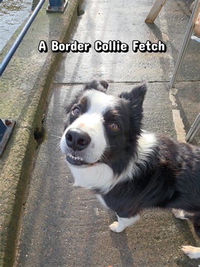 Exciting Sea Fetch with a Border Collie