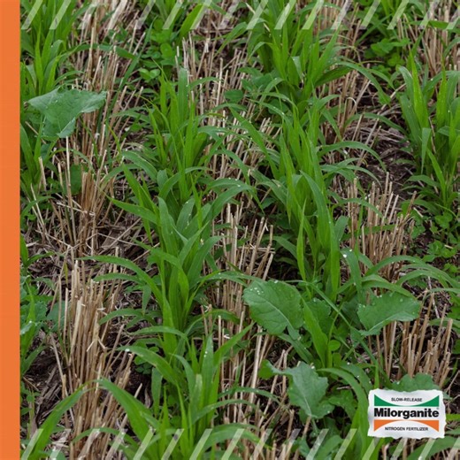 Learn the benefits of cover crops in your garden and the best way to use and maintain them. Cover crops are a garden necessity, from aerating the soil and providing nutrients to protecting the soil surface. https://www.milorganite.com/blog/garden-landscape/understanding-cover-crops-home-garden | Milorganite Fertilizer