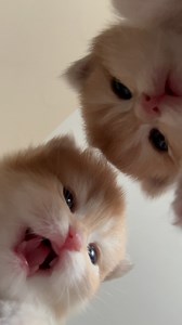 “Someone is talking, other students are reading. Please be careful! 👀😂” 📌“Don’t forget to follow these sweet beans and be part of their story!” . #cat #funny #fun #family #cute #instagood #happy #instadaily #explore | Caglar House Cattery Alp