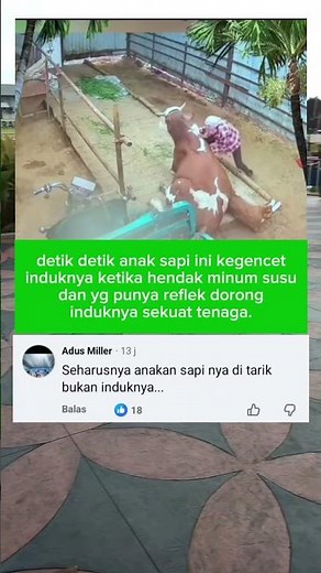detik detik anak sapi tertindih induknya. #viral #shortviral #viralvideo #videoshort