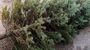 The City of Spokane is offering free curbside Christmas tree pickup this week
