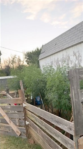 Day 1 flower defoliation #homegrown #grow #nature #trending #garden