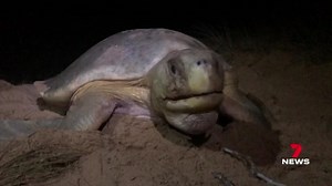 Turtle season has come to an end, with thousands of hatchlings making their way to the water at Mon Repos beach. Rangers say nesting numbers have been strong, and they're hoping a new Council law will strengthen their survival chances again next year. 7NEWS at 6pm. More local news: 7news.com.au/news/wide-bay #7NEWS | 7NEWS Wide Bay