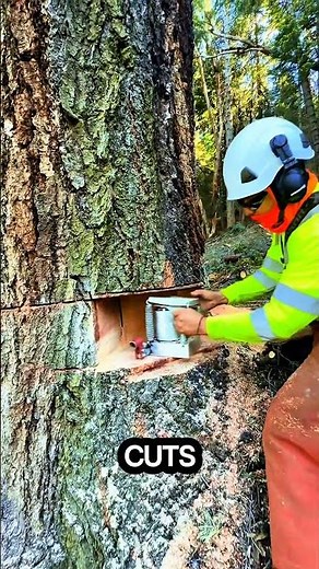 Controlling a fallen tree using a jack #logging #sawblade #chainsaw #treecutting