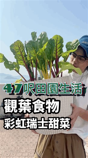 Van Chan on Instagram: "今集介紹最靚嘅蔬菜 - 彩虹瑞士甜菜🌈 如果大家對佢有興趣嘅話記得留言話我知，多人嘅話我先遲啲種啲幼苗出嚟🌱 屋企已經開始冇位啦🤣 Btw我最鍾意嘅黃色bb阿螢同螢螢已經長大啦，仲好好味添😋 #47呎田園生活 #SwissChard #瑞士甜菜 #種植"