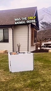 Turning Her House Into A Petting Zoo 😂 🎥 (ashley.marquis via collab) #dogvideos #dogs #funnydogs #goldenretriever #goldenretrieverlife | Brennan Rogers