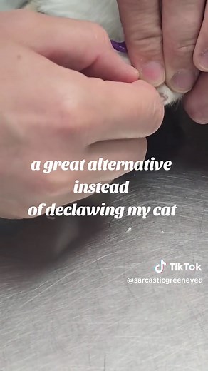 Descubre las gorras para gatitos: ¡adiós a las garras!