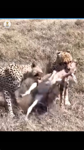 हिरन तेज होते हुए भी क्यों मारा जाता है 🤔🤔