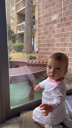 🥰 las visitas #wild #ardilla #animals #babiesoftiktok #parati #activity #catandbaby #cat #pet