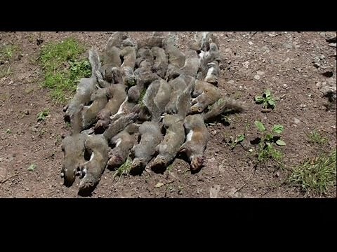 Pest Control with Air Rifles - Squirrel Shooting Family - Family Record (part 3)