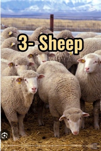 10 Animals mentioned in Islam #allah #islamicstatus #muhammadﷺ