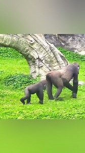 6.5M views · 98K reactions | Family Fun: Gorilla Babies Play with Mom and Dad 殺轢殺 #gorilla #familytime #baby #dad #mom #playtime | Gorilla Channel | Facebook