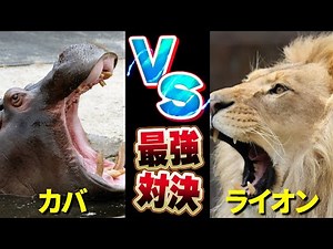 【最強対決】ライオンVSカバ｜肉食界と草食界それぞれの覇者が争った時、結末はどうなるのか…！？【動物雑学】