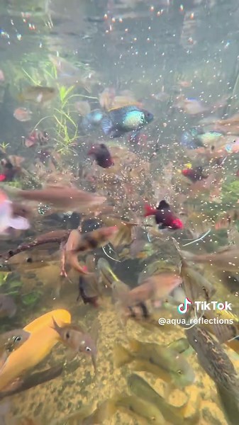 Another view of community fish feeding. #aquarium #aquarium #aquascape #pond #pondscape #communityfishtank #communityfish #hardscape #indoorplants #aquareflections
