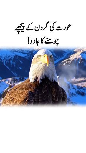 Eagle sitting on a tree branch | Power of Shaheen#eagle #viralvideos #tik_tok #power #power