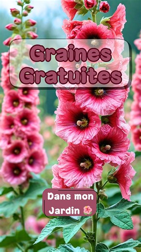 Marie-Ange Romanetti 👉 Le Petit Jardin de Bob 🌿 on Instagram: "🫵 De ces fleurs magnifiques… à des graines gratuites 🌱✨ Les roses trémières se ressèment toutes seules, mais tu peux aussi récolter les graines pour les semer ailleurs, faire ton stock ou en offrir 💌. 👉 Attends que la tige ait fané 👉 Ouvre les capsules sèches 👉 Récupère les petites graines noires 👉 Conserve-les au sec (sachet ou enveloppe) Une astuce toute simple pour prolonger la vie du jardin… et partager la beauté 🌸 📌 P