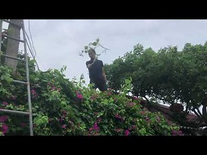 "Crafting a Wooden Garden Tool Shed"