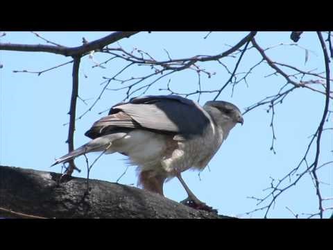 Éperviers de Cooper / Cooper's Hawk Montréal 24/04/2016
