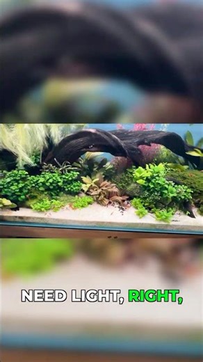 Master Aquarium Light: Duration, Intensity, Spread