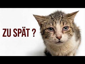 These 12 signs show that your cat is secretly suffering (most people overlook No. 7)