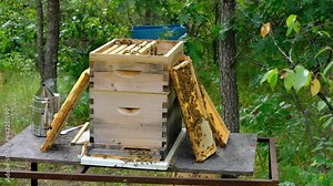 Bees flying around and crawling over honeycomb build over screen or honey holders after removing frames from hive.