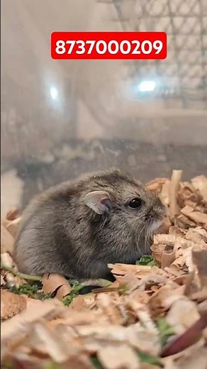 dwarf hamster available for sale #hamster #hamstersell