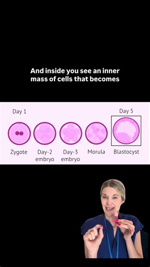 What happens to an embryo between fertilization and transfer?