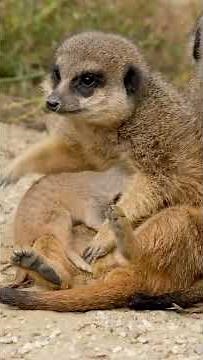 ​The Desert Sentinels: A Story of Survival #facts #sciencedocumentary