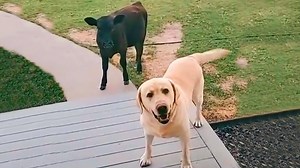 When Your Dog Brings Home a Friend - 1Funny.com