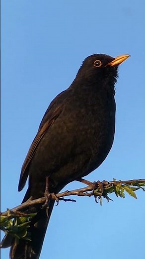 Blackbird Singing - Sounds of Spring #birds