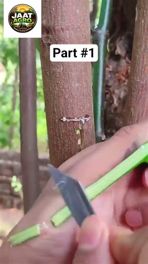 Jackfruit Grafting Technique | कटहल की ग्राफ्टिंग कैसे करें | Kathal Grafting Method 🌱