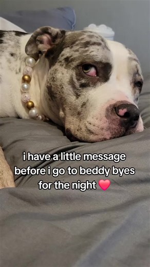 cant thank you all enough, every follow, like , share and comment is make a stand and stop to breed discrimination ❤️🥹#goodnight #xlbully #fyp #dogsoftiktok #foryouu