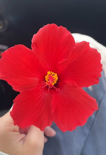 Hibiscus: Discover Your Favorite Flower