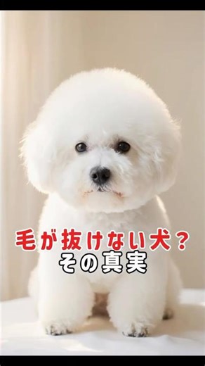 毛が抜けない犬？その真実 #動物雑学 #ビションフリーゼ