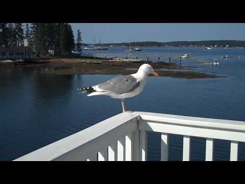 Seagull poop