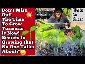 How to Grow Turmeric EASY Tips Growing TONS in Small Flower Pot, Contain Gardening from Store Bought