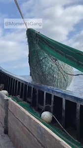 Net Fishing Catch: Reef Fish Videos Compilation