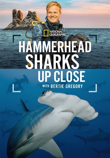 Hammerhead Sharks Up Close with Bertie Gregory - stream
