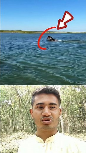 Horse Swimming in Water 🐎💦 | Amazing Moment Caught on Camera! #shorts #shortvideo #viralvideo