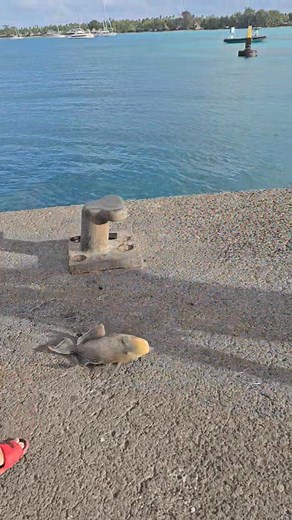 Balade au quai pour rejoindre JB et peche oiri | LE BON PLAN