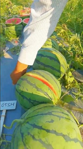 Red or Yellow? The ultimate watermelon harvest!