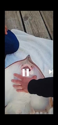 how to tickle a fish! #fish